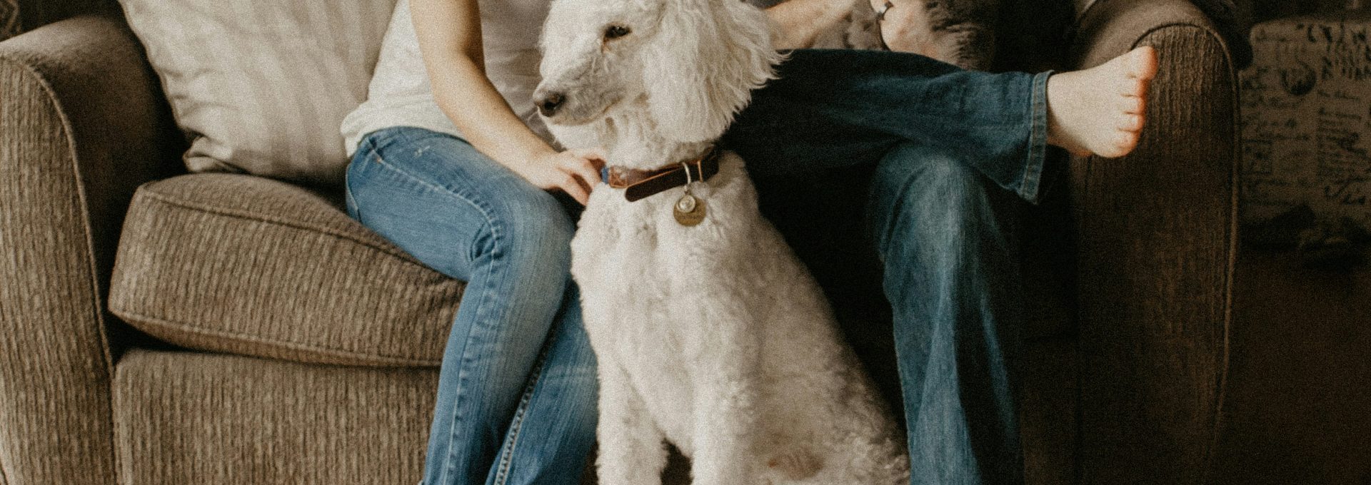 couple sitting on sofa beside dog inside room